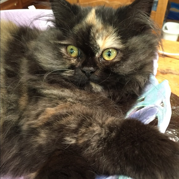 BOWL ME OVER WITH AN OFFER 😍🌺😍🌺😍🌺😍🌺😍!! - Picture 6 of 8